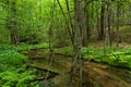 Stream in the Forest Royalty Free Stock Photo