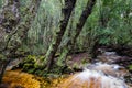 Stream and forest at Dove Lake, Cradle Mountain, Tasmania Royalty Free Stock Photo