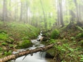 Stream in the forest Royalty Free Stock Photo