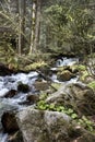 Stream in the forest