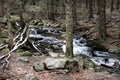 stream in the forest