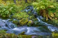 Stream in forest Royalty Free Stock Photo