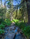 A stream in the forest. Water runs among rocks and rubble Royalty Free Stock Photo