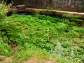 Stream full of algae bloom where four ducks rest on the vegetation of an urban river Royalty Free Stock Photo