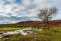 A stream gently flowing past a leafless tree in The New Forest, England, UK under a dramatic cloudy sky.