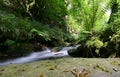 Stream in the Glen Royalty Free Stock Photo