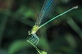 Stream Glory on leaf, Green Dragonfly on leaf in nature Royalty Free Stock Photo