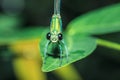 Stream Glory on leaf, Green Dragonfly on leaf in nature Royalty Free Stock Photo
