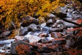 Stream in golden fall forest Royalty Free Stock Photo