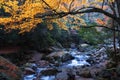 Stream and golden fall forest Royalty Free Stock Photo