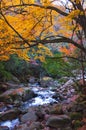 Stream and golden fall forest Royalty Free Stock Photo