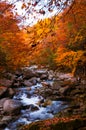 Stream in golden fall forest Royalty Free Stock Photo