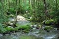 Stream in Great Smoky Mountains National Park, Tennessee Royalty Free Stock Photo