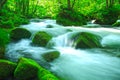 Stream in green forest