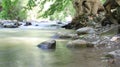 Stream with green water. and the roots of the old trees next to him come out