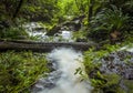 A stream gushes towards the rim of the mountain in Springbrook National Park, Queensland Royalty Free Stock Photo