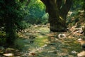 Stream in Ida Mountain Kazdagi. River and big tree root. Edremit, Balikesir, Turkey