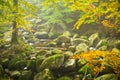 Stream in Jizera mountains, Czech Republic