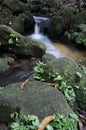 Stream in a jungle Royalty Free Stock Photo