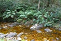 Stream in Knysna forest, South Africa