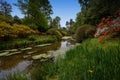 A stream lined by Rhododendrons and Azaleas