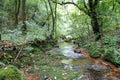 Stream in Mawphlang sacred forest Royalty Free Stock Photo