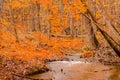 Stream meandering through an autumn forest