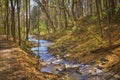 Stream Meandering through the Forest