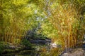 Stream meanders through bamboo grove reflecting colors of trees in botanical garden Royalty Free Stock Photo