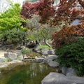 Japanese Garden Stream with Green and Red Maple Trees Royalty Free Stock Photo