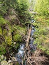 Stream in the middle of sumava forest in czehc republic