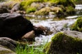 Stream in the middle of vegetation and rocks