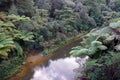 River of the forgotten world highway, New Zealand Royalty Free Stock Photo