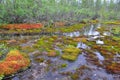 Stream and moss on hummocks.