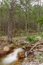 Stream mountain flows among rocks in coniferous forest with pine trees, blurred water movement Royalty Free Stock Photo