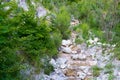 Stream in the mountains Royalty Free Stock Photo