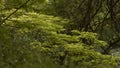 Stream Moving Behind Bushes