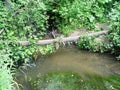 Creek with muddy water in the forest Royalty Free Stock Photo