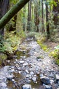 Stream through Muir Woods