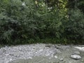 Stream in a natural area in Upper Bavaria with barrages and large stones at sunrise Royalty Free Stock Photo