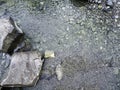 Stream in a natural area in Upper Bavaria with barrages and large stones at sunrise Royalty Free Stock Photo