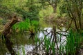 A stream near Rush Pond on Chislehurst Commons, Kent, UK Royalty Free Stock Photo