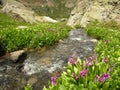 Stream Near Silverton