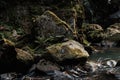 Stream near wet rocks with green mold Royalty Free Stock Photo