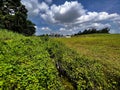 Stream next to forest fragment Royalty Free Stock Photo