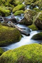 Stream in old forest, blurred water in fast motion Royalty Free Stock Photo