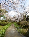 Stream passing through cherry blossoms in spring, Kenrokuen gardens, Kanazawa, Japan Royalty Free Stock Photo