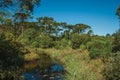 Stream passing through forest with pine trees