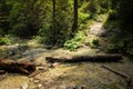 Stream peacefully and slowly flowing through the forest areas of the Slovak Paradise National Park Royalty Free Stock Photo