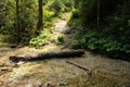 Stream peacefully and slowly flowing through the forest areas of the Slovak Paradise National Park Royalty Free Stock Photo